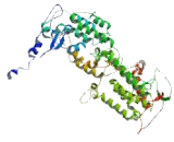 Ral Guanine Nucleotide Dissociation Stimulator Like Protein 3 (RGL3)