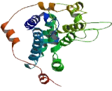 Ral Guanine Nucleotide Dissociation Stimulator Like Protein 4 (RGL4)