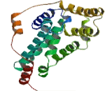 Rap Guanine Nucleotide Exchange Factor 1 (RAPGEF1)