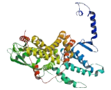 Rap Guanine Nucleotide Exchange Factor 5 (RAPGEF5)