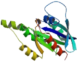 Ras And EF-Hand Domain Containing Protein (RASEF)