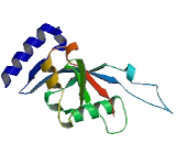 Ras Association Domain Containing Protein 3 (RASSF3)