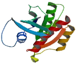 Ras Homolog Enriched In Brain Like Protein 1 (RHEBL1)