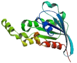 Ras Homolog Gene Family, Member B (RHOB)