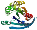 Ras Homolog Gene Family, Member C (RHOC)