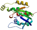 Ras Homolog Gene Family, Member J (RHOJ)