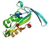 Ras Homolog Gene Family, Member T1 (RHOT1)