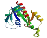 Ras Homolog Gene Family, Member U (RHOU)