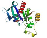 Ras Homolog Gene Family, Member V (RHOV)