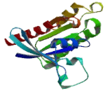 Ras/RAD And Gem Like GTP Binding Protein 1 (REM1)