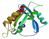 Ras Related And Estrogen Regulated Growth Inhibitor Like Protein (RERGL)