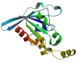 Ras Related C3 Botulinum Toxin Substrate 2 (Rac2)