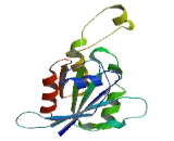 Ras Related C3 Botulinum Toxin Substrate 3 (Rac3)