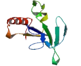 Ras Related GTP Binding Protein A (RRAGA)