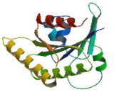 Ras Related GTP Binding Protein C (RRAGC)