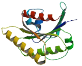 Ras Related GTP Binding Protein D (RRAGD)