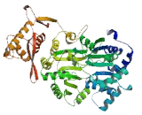 RecQ Protein Like Protein (RECQL)