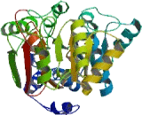 RecQ Protein Like Protein 5 (RECQL5)