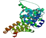 Receptor Associated Protein Of The Synapse (RAPSN)