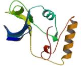 Receptor Interacting Serine Threonine Kinase 3 (RIPK3)