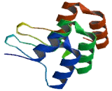 Receptor Interacting Serine Threonine Kinase 4 (RIPK4)