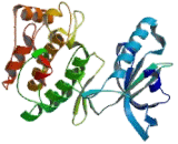 Receptor Tyrosine Kinase Like Orphan Receptor 1 (ROR1)