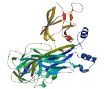 Recombination Signal Binding Protein For Immunoglobulin Kappa J Region (RBPJ)