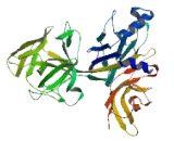 Recombining Binding Protein L (RBP-L)