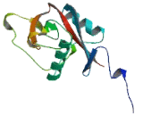 Regenerating Islet Derived Protein 2 (REG2)