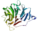 Regulator Of Chromosome Condensation 2 (RCC2)