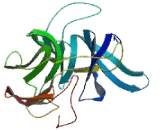 Regulatory Associated Protein Of mTOR (RPTOR)