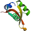 Regulatory Factor X 1 (RFX1)