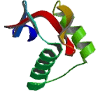 Regulatory Factor X 5 (RFX5)