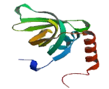 Replication Protein A3 (RPA3)