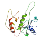 Repulsive Guidance Molecule B (RGMB)