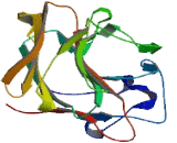 Ret Finger Protein Like Protein 1 (RFPL1)