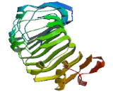 Reticulon 4 Receptor Like Protein 2 (RTN4RL2)