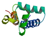 Retinal Outer Segment Membrane Protein 1 (ROM1)