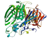 Retinal Pigment Epithelium Specific Protein 65kDa (RPE65)