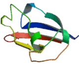 Retinitis Pigmentosa 1 Like Protein 1 (RP1L1)