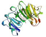 Retinitis Pigmentosa GTPase Regulator (RPGR)