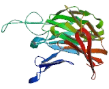 Retinoblastoma Binding Protein 5 (RBBP5)