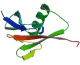 Retinoblastoma Binding Protein 6 (RBBP6)