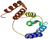 Retinoic Acid And Interferon Inducible Protein 58kDa (RI58)