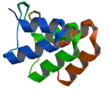 Retinoic Acid Induced Protein 14 (RAI14)