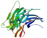 Retinoic Acid Regulated Nuclear Matrix Associated Protein (RAMP)