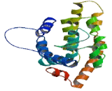 Retinoid X Receptor Beta (RXRb)