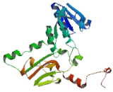 Retinol Dehydrogenase 1 (RDH1)