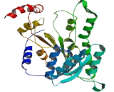 Retinol Dehydrogenase 14 (RDH14)