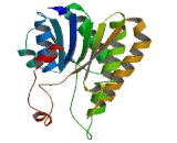 Retinol Dehydrogenase 16 (RDH16)